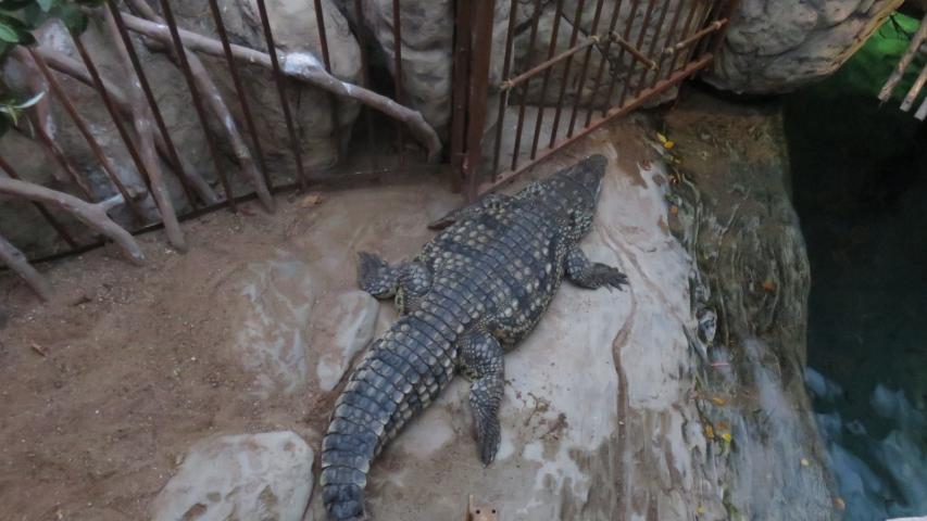 Ein Alligator im Tropen-Aquarium